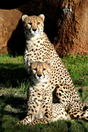 animal exhibit at the stl zoo cheetahs animal exhibit at the stl zoo cheetahs
