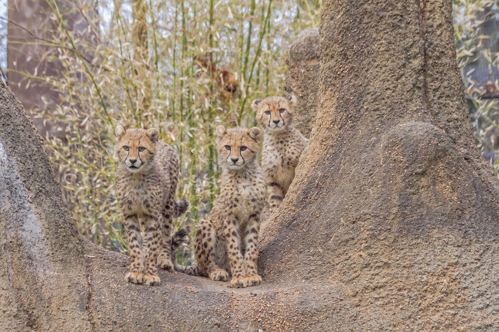 stl zoocheetah cubs stl zoo cheetah cubs