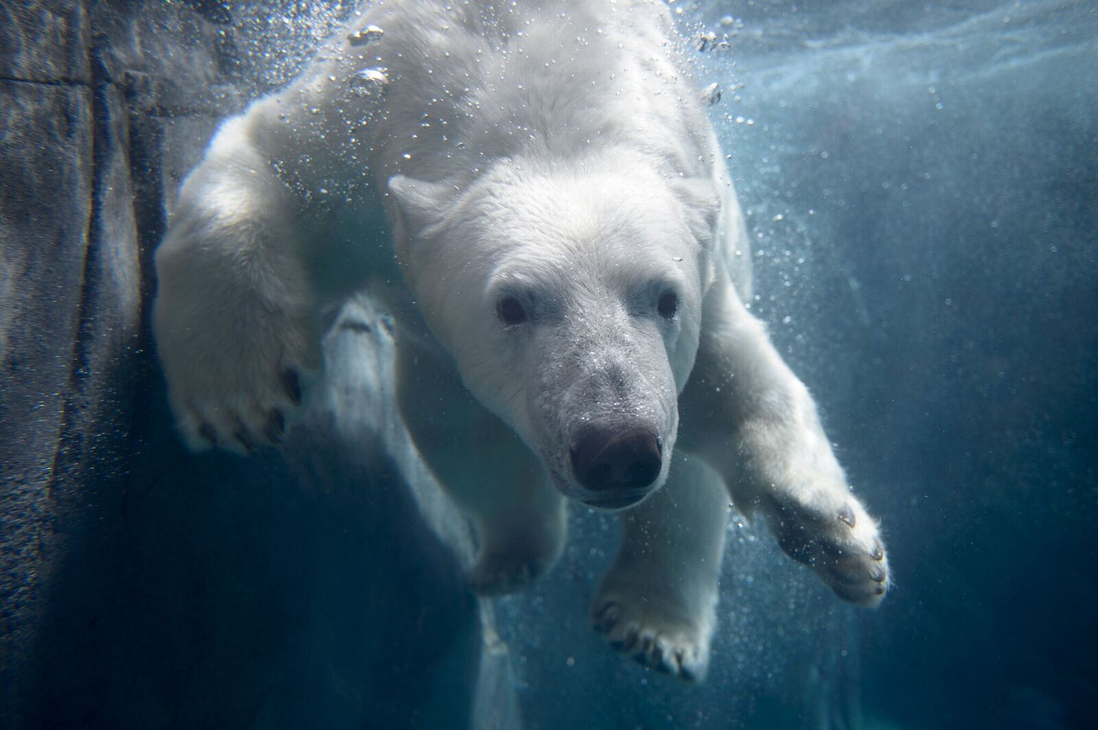 polar bear stl zoo polar bear stl zoo